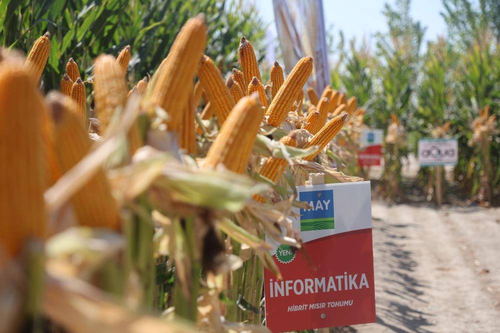 Konya’da son dönemde üretimi eleştiriliyordu! Yeni hibrit çeşitleri tanıtıldı 3